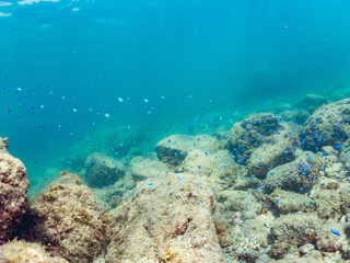 Fototapeta premium ソラスズメダイ, スズメダイ科, Heavenly Damselfish, Pomacentrus coelestis, 他。 ヒリゾ浜南伊豆町中木 静岡県伊豆半島-2025 日本有数のシュノーケリングスポット。 夏の数カ月間だけ渡し船で行ける。 水質透明度魚影が素晴らしい。 