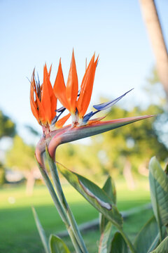 A beautiful orange flower with long petals is in a field