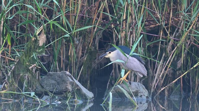 A night heron (Nycticorax nycticorax) focused on its prey among the reeds. A tranquil and detailed view of wildlife in its natural habitat.