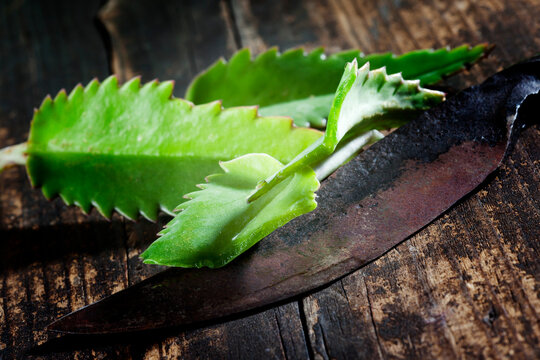 Leaves of alligator plant and an old rusty knife on wood