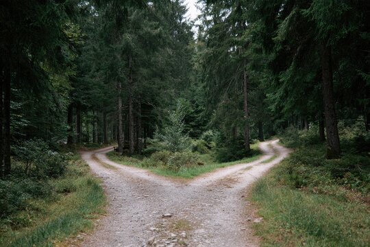 A forest path splits into two separate directions, surrounded by tall trees and lush greenery
