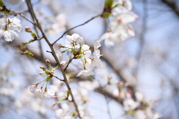 Fototapeta premium 街の中で咲く桜