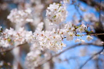 Obraz premium 街の中で咲く桜