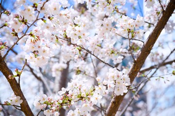 Fototapeta premium 街の中で咲く桜
