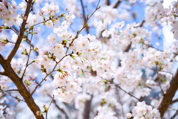 Fototapeta premium 街の中で咲く桜