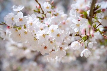 街の中で咲く桜
