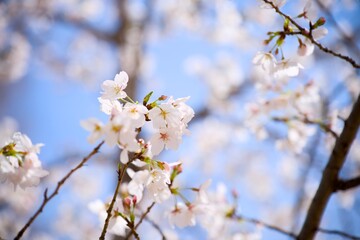 Fototapeta premium 街の中で咲く桜