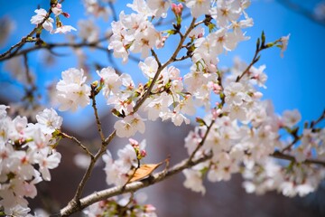 Fototapeta premium 街の中で咲く桜