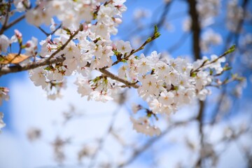街の中で咲く桜
