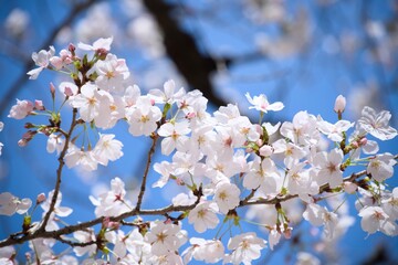 Obraz premium 街の中で咲く桜