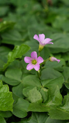 Elegant Pink Oxalis Flower Emerging from Clover Leaves. Artistic close-up of a soft pink oxalis flower rising above clover-like green leaves.