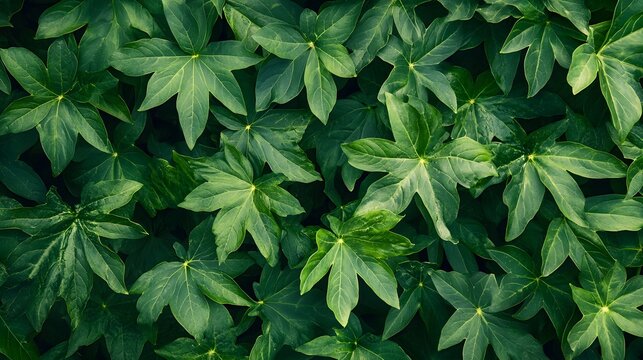 A lush carpet of vibrant green leaves creates a calming natural texture, offe a serene and organic backdrop in this captivating aerial botanical view.