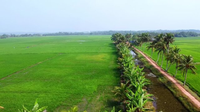 High-angle aerial shot of vibrant green rice paddies in Kerala, featuring a narrow canal and a dirt path lined with coconut palm trees under a clear sky. Peaceful rural landscape.