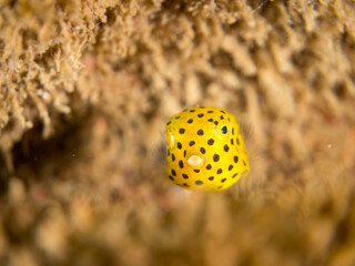 ミナミハコフグ, ハコフグ科, Yellow Boxfish, Ostracion cubicus, ハコフグ, ハコフグ科, Boxfish, Ostracion immaculatus, 幼魚yg ,  他。 ヒリゾ浜南伊豆町中木 静岡県伊豆半島-2025 日本有数のシュノーケリングスポット。 夏の数カ月間だけ渡し船で行ける。 水質透明度魚影が素晴らしい。  © d3_plus