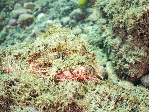 擬態しているオニカサゴ, フサカサゴ科,
Hairy Stingfish, Scorpaenopsis cirrhosa, 
他。
ヒリゾ浜南伊豆町中木
静岡県伊豆半島-2025
日本有数のシュノーケリングスポット。
夏の数カ月間だけ渡し船で行ける。
水質透明度魚影が素晴らしい。
