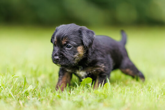 Border terrier puppy (Canis lupus familiaris) walking on green grass, small cute dog exploring outdoor garden, young pet in natural light.