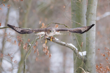 Common buzzard (Buteo buteo) flying low with open wings, wild bird of prey hunting over winter landscape, European wildlife action scene.