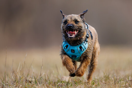 Border terrier (Canis lupus familiaris) running fast in meadow, happy small dog wearing blue harness, active pet enjoying outdoor movement.