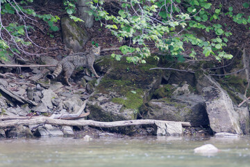 Fototapeta premium European wildcat (Felis silvestris) walking along a rocky riverbank under forest vegetation, blending with natural surroundings in a calm wildlife scene.