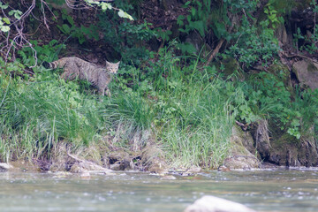 European wildcat (Felis silvestris) walking along a rocky riverbank under forest vegetation, blending with natural surroundings in a calm wildlife scene.