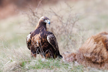 Obraz premium Golden eagle (Aquila chrysaetos) standing on prey, powerful bird of prey with brown feathers and sharp talons, showing natural hunting behavior in wild open habitat.