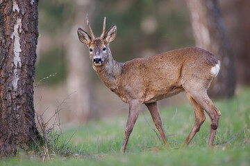 Obraz premium Roe deer buck (Capreolus capreolus) walking in open field, elegant wild deer looking at camera in natural European habitat, soft light wildlife scene.