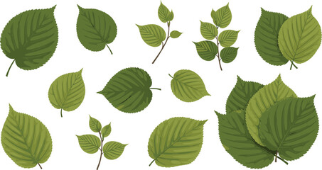 Green Leaf Collection with Realistic Botanical Foliage Elements in Different Shapes for Nature Design, Eco Branding, Organic Products, and Environmental Backgrounds.