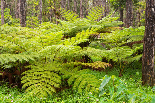 lush green tropical tree ferns in dense forest