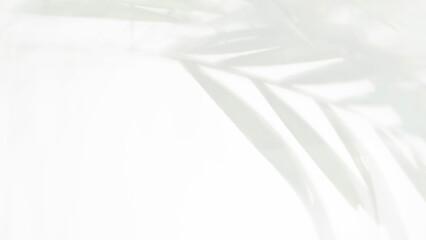 Obraz premium High-key abstract background of white frosted glass with soft blurry silhouettes of green palm leaves behind it creating clean minimalist and serene botanical aesthetic