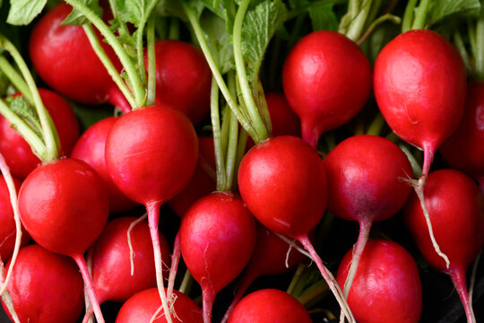 Close up view on just washed radish with green tops. Juicy raw vegetables texture for healthy lifestyle and vegan nutrition/ Top view