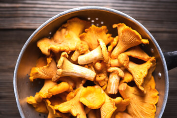 Raw chanterelles in a metal colander ready for cleaning and cooking. Forest mushrooms, autumn harvest, natural ingredients © Ivan Kmit