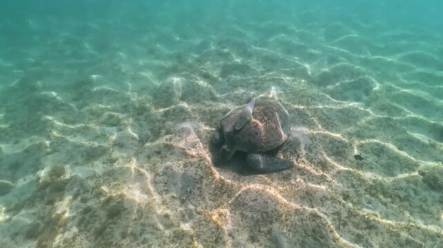Green sea turtle feeding on seagrass covered sandy floor, sucker remora fish top of its shell, encounter during snorkelling at Marsa Alam