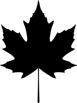A black silhouette of a maple leaf on a white background
