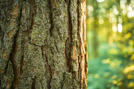 Close up texture of a tree trunk