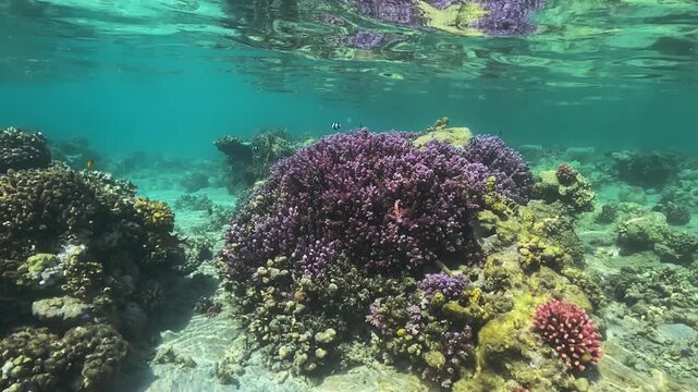 Snorkeling at shallow water in Marsa Alam, few small fish swimming near purple coral, closeup detail
