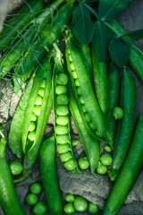 Fototapeta premium Fresh green peas on textile background with pods and leaves. Healthy vegetable food with rustic mood