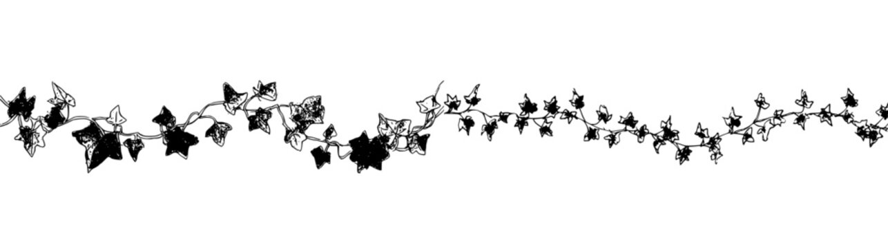 Elegant ivy vine