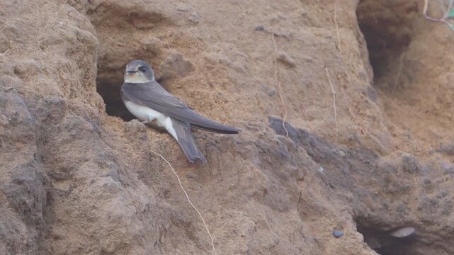 Close-up of swallows on the sandy shore, arriving at their nests.