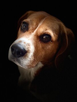 purebred beagle portrait