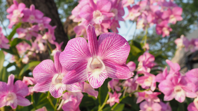 A close up view of pink orchids in bloom.