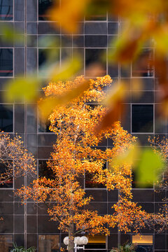 Autumn trees with bokeh foreground framing a modern skyscraper facade in an urban setting in La Defense Paris France