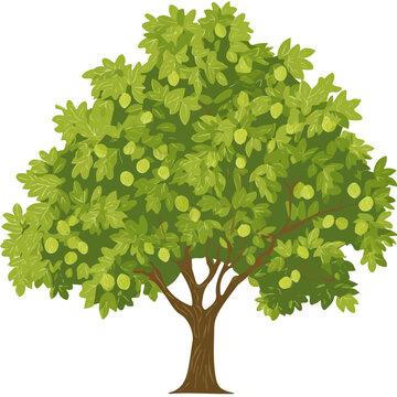 Flat 2D vector illustration of Black Walnut Tree, simple icon style on a clean white background.