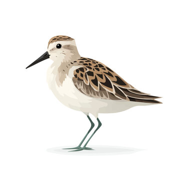 Modern flat 2D vector illustration of Sandpiper, clean and minimal design, isolated on white background.