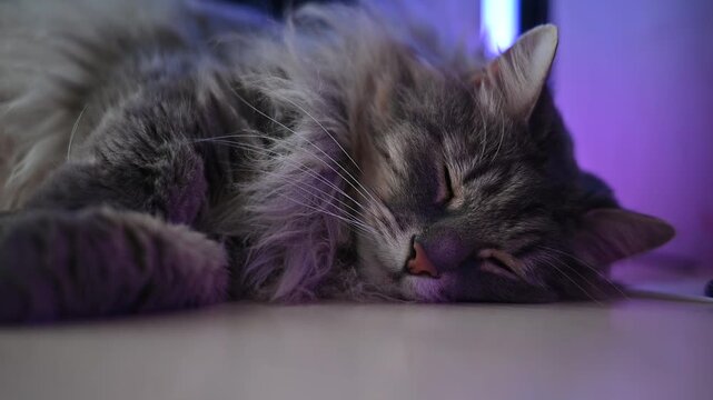 A cat is resting on a flat surface under colorful lighting, with four different angles showcasing the various lighting effects.