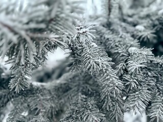 natural frozen fir tree needles covered by the snow