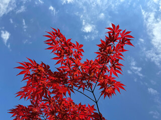Red maple tree against sky.