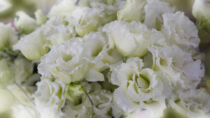 Obraz premium Elegant White Lisianthus Flowers in Soft Natural Light