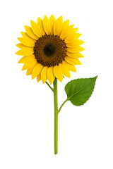 Obraz premium Bright Yellow Sunflower Isolated on Transparent Background Ai Generated