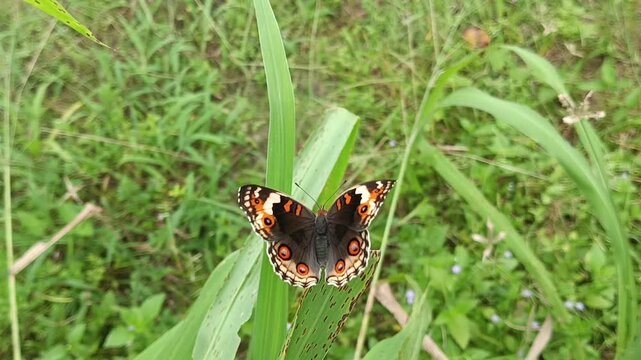 Macrofauna of a female blue pansy butterfly (Junonia orithya) flapping its wings on a grass leaf