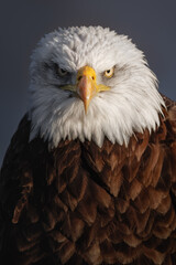 Naklejka premium Bald eagle (Haliaeetus leucocephalus) iconic North American raptor